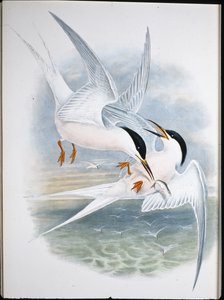 Kite of Glead by John (after) Gould