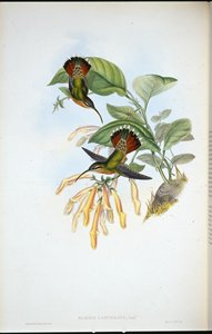 Lancelolate Hermit (Glaucis Lanceolata) by John (after) Gould