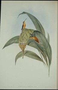 Little Hermit (Phaethornis eremita) by John (after) Gould