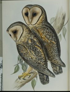 Masked Barn Owl (Strix Personata) by John (after) Gould