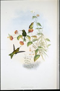 Metallic Puff-leg (Eriocnemis Alinae) by John (after) Gould