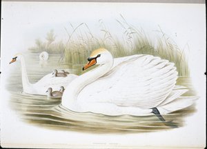 Mute Swan by John (after) Gould