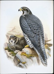 Norwegian or Gyrfalcon Falcon by John (after) Gould
