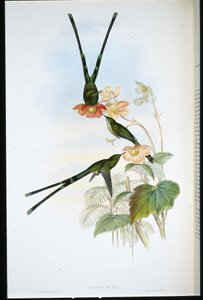 Nouna-koali (Lesbia nuna)