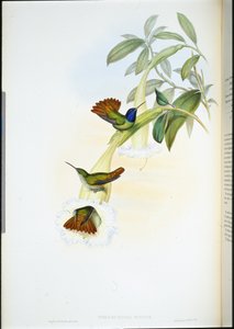 Oenone Hummingbird by John (after) Gould