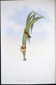 Pigmy Hermit by John (after) Gould