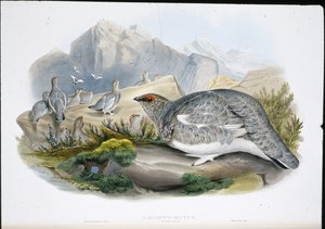 Ptarmigan (Autumn Plumage) (Lagopus Mutus) by John (after) Gould