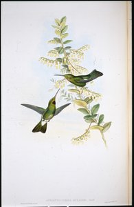 Puce-throated Hummingbird by John (after) Gould