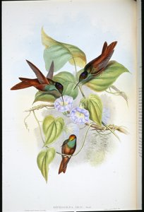 Rainbow (Diphogena Iris) by John (after) Gould