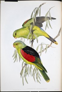 Red-winged Lory by John (after) Gould
