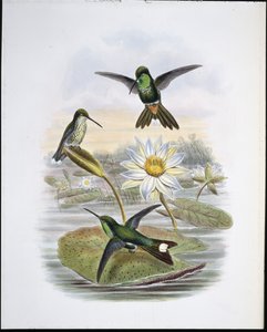 Red Vented White Tip by John (after) Gould