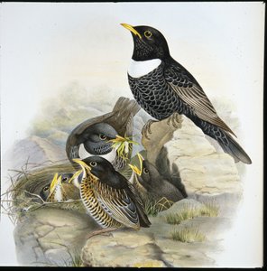 Ring Ouzel (Merula Torquata) by John (after) Gould