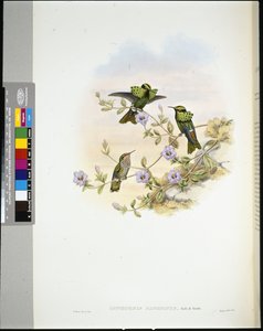 Roraima Coquette by John (after) Gould