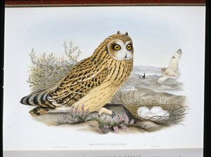 Short-eared Owl (Brachyotus Palustris) by John (after) Gould
