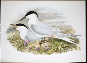 Sandwich Tern