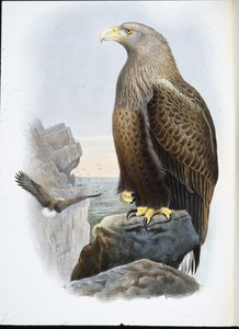 Sea Eagle by John (after) Gould