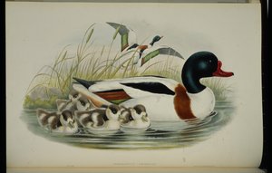 Shelduck by John (after) Gould