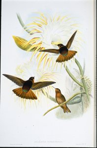 Shining Sunbeam (Agliaeactis Cupripennis) by John (after) Gould