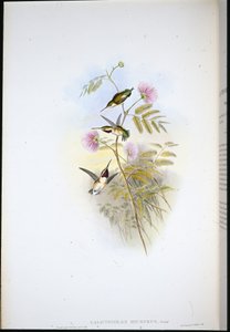 Short-tailed Wood-star by John (after) Gould