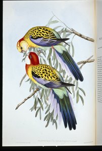 Splendid Parakeet