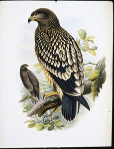 Spotted Eagle by John (after) Gould