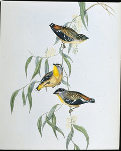 Spotted Pardalote (Pardalotus Punctatus) by John (after) Gould