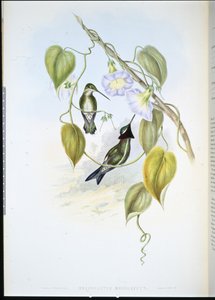 Stripe-breasted Star-throat by John (after) Gould