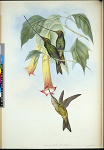 Sword-bill (Docimastes ensiferus) by John (after) Gould