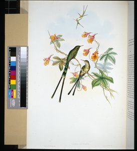 Train-bearer by John (after) Gould
