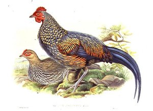 Two Asian pheasants (Gallus Sonneratii) engraved by the artist and William Hart (1823-1894)