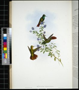 Tyrian-tail by John (after) Gould