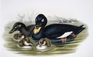 Velvet Scoter by John (after) Gould
