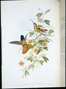 Violet-throated Star-Frontlet by John (after) Gould