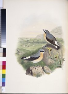 Wheatear (Oenanthe oenanthe)