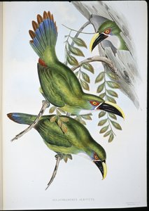 White-banded Groove-bill Toucan