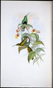 White-tailed Velvet-breast by John (after) Gould