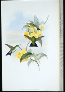 White-throated Emerald by John (after) Gould