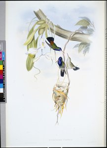 White-throated Sapphire (Hylocharis Cyaneus) by John (after) Gould