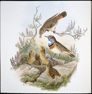 White Throated Bluebreast by John (after) Gould