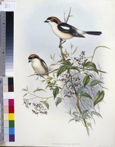 Woodchat Shrike by John (after) Gould