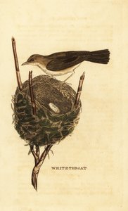 Lesser whitethroat, Sylvia curruca, with nest and eggs by John (after) Latham