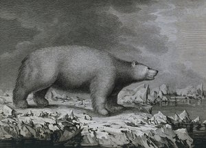 Polar Bear