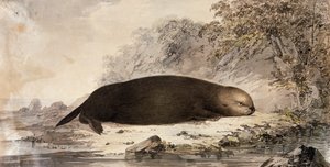 Sea Otter by John (after) Webber