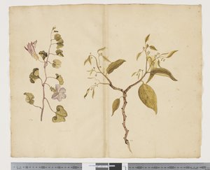 Ipomea Pes, caprae; Celtis paniculata, c.1790-95 by John (attr. to) Doody
