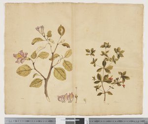 Lagunaria Patersonia; Alyxia gynopogon, c.1790-95 by John (attr. to) Doody