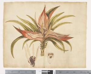 F.1 Freycinetia Baueriana, c.1790-95