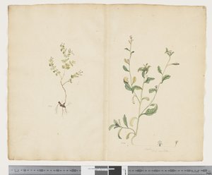 Euphorbia sparrmannii; Lobelia alata, c.1790-95 by John (attr. to) Doody