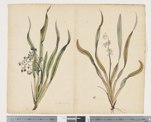 Dianella intermedia, c.1790-95 by John (attr. to) Doody