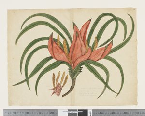 Freycinetia baueriana, c.1790-95