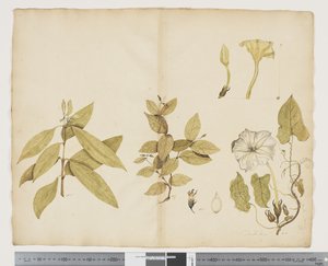 Wickstroemia Australis; Ipomea, c.1790-95 by John (attr. to) Doody